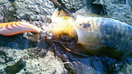 良型ばらしも、最後にリベンジ～！