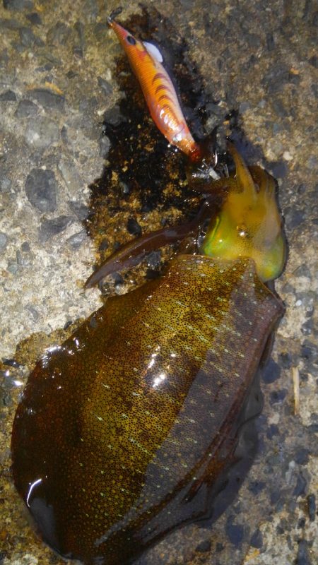 30分早く起きたご褒美‼