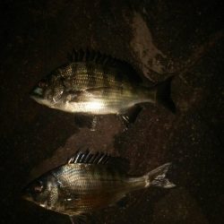 若洲海浜公園 夜釣り