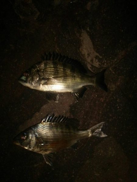 若洲海浜公園 夜釣り