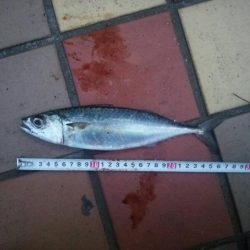 短時間でGET　～辰巳一付近～