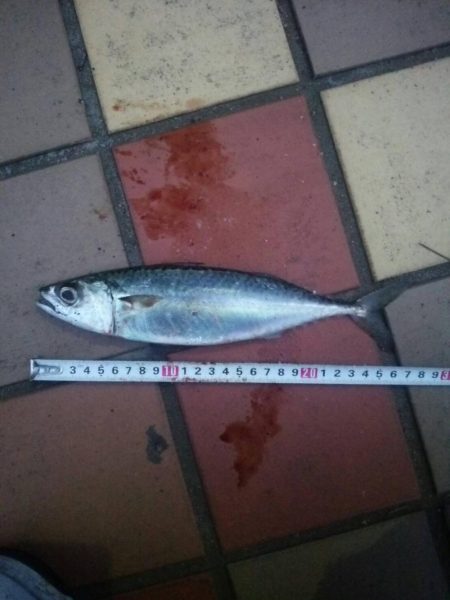 短時間でGET　～辰巳一付近～