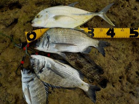 ポッパーゲーム