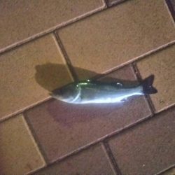 ウキ釣りで　～辰巳一付近～