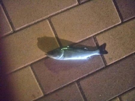 ウキ釣りで　～辰巳一付近～