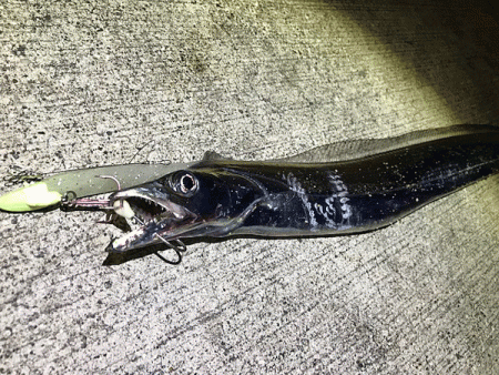 坊勢タチウオ(2018-2)