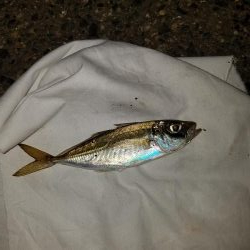 ライトゲーム楽しい‼