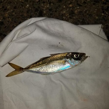 ライトゲーム楽しい‼