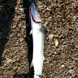 サゴシ、サゴシ、サゴシ