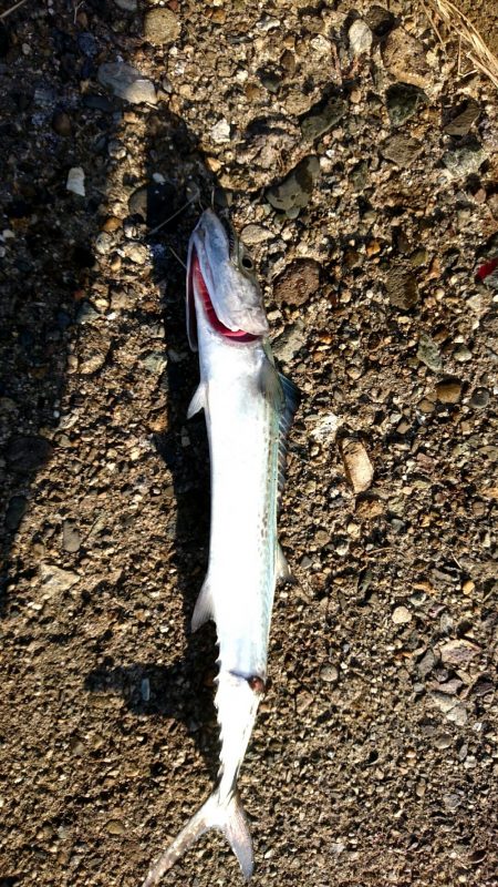 サゴシ、サゴシ、サゴシ