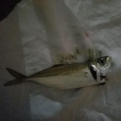 アジング楽しい‼