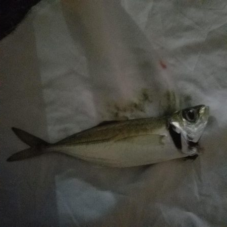 アジング楽しい‼