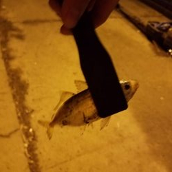 ボチボチな釣果