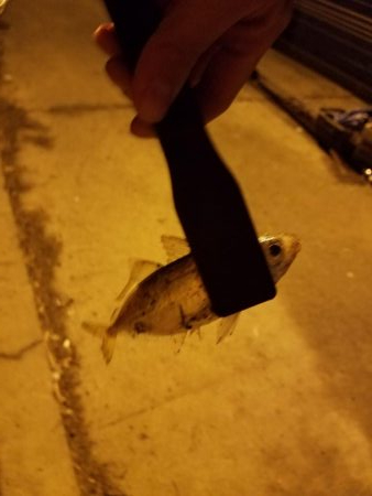 ボチボチな釣果