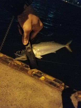 しっぶしぶな釣果