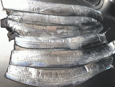 坊勢タチウオ(2018-3)