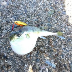 全くダメな日曜日だった