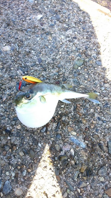 全くダメな日曜日だった