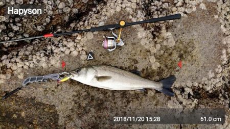 スズキと言っていいですか？