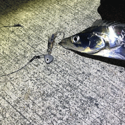 坊勢タチウオ(2018-3)