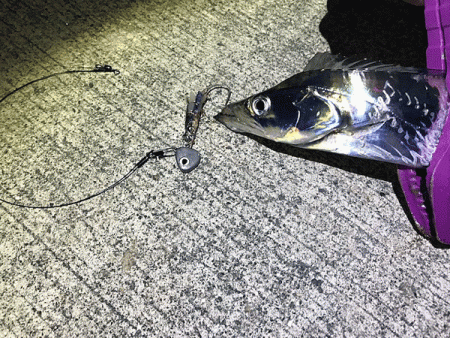 坊勢タチウオ(2018-3)