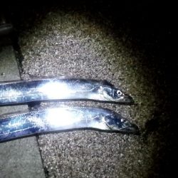 釣れるとデカい！