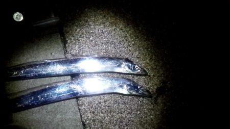 釣れるとデカい！