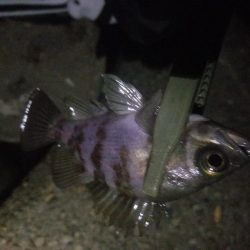 メバルとアジの共演