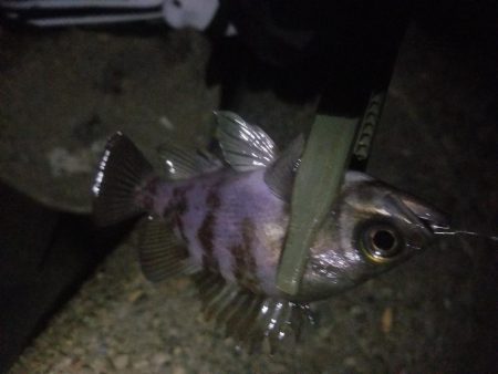 メバルとアジの共演