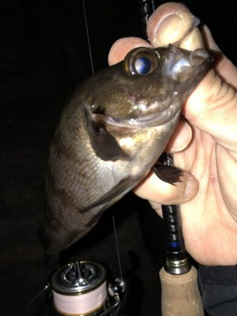 メバリング成立。