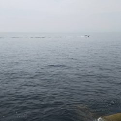 太刀魚は居てます