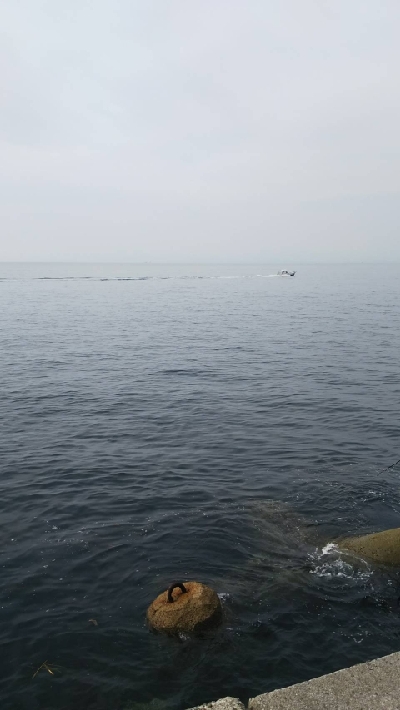 太刀魚は居てます