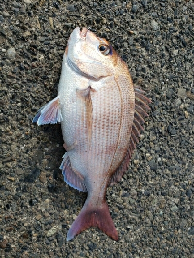 潮は動かないけど。