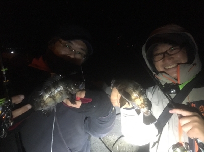 メバリング開幕