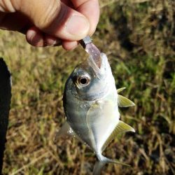 エバ、メッキ、チヌなど