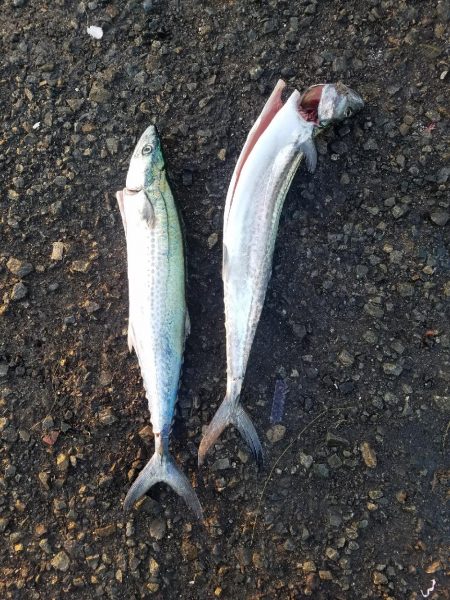 青物からのタチウオ♪