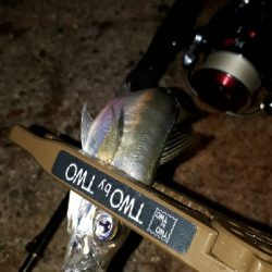 今夜もアジ調査