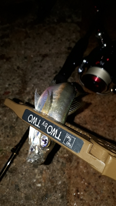 今夜もアジ調査