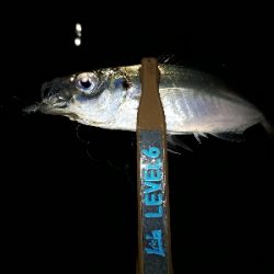 サザエさんタイムにアジング~