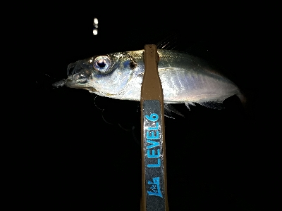 サザエさんタイムにアジング~