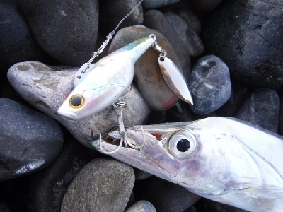 七里御浜サーフのショアジギ