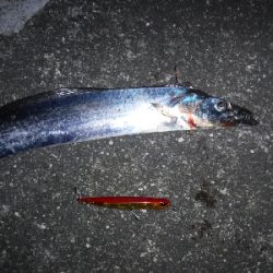 神戸湾奥水路にもタチウオ入ってる