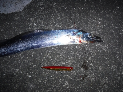 神戸湾奥水路にもタチウオ入ってる