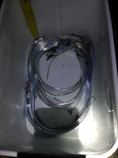 タチウオサイズアップ