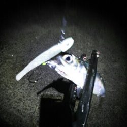 鯖祭で太刀魚8匹