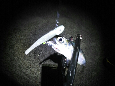 鯖祭で太刀魚8匹