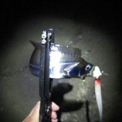 短い時合いで5匹