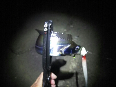 短い時合いで5匹