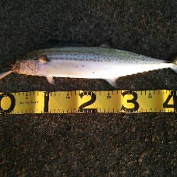 ミーノーでサゴシ