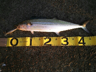 ミーノーでサゴシ